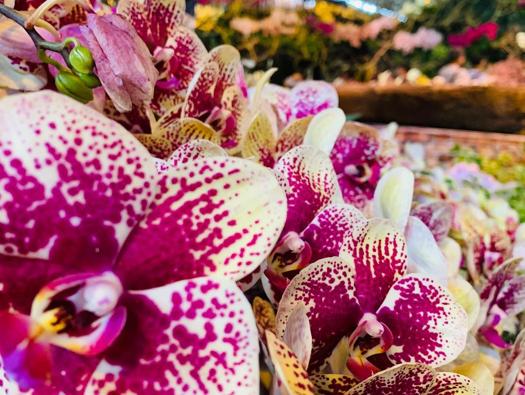 蘭鏡 蘭花 台南 2019